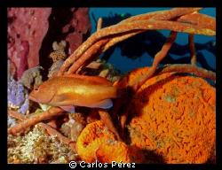 Juvenile Grouper diver view @ El Natural beach Aguadilla ... by Carlos Pérez 